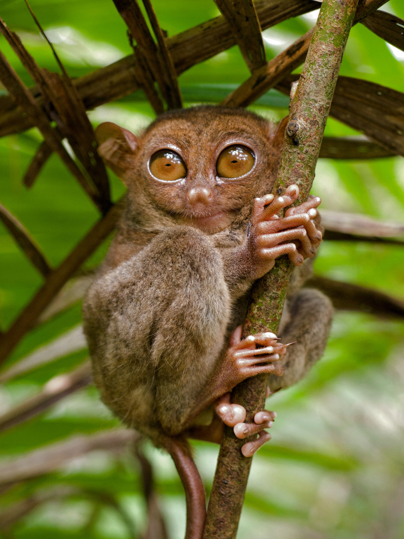 Tarsier - Tarsius Syrichta