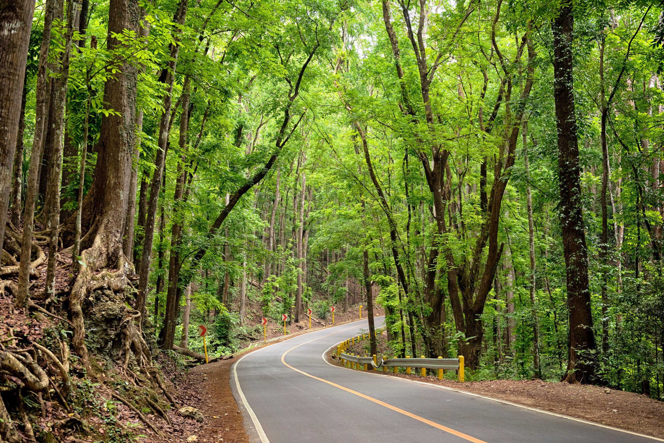 `Man-Made Forest`, Bohol - Philippines