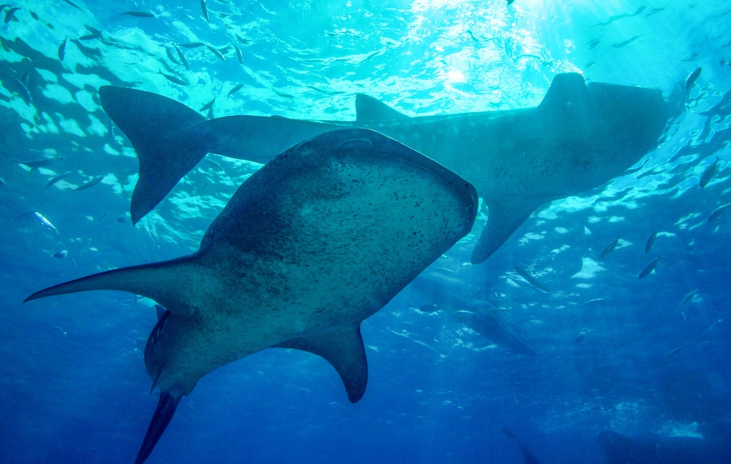 Whale shark in Oslob - Philippines